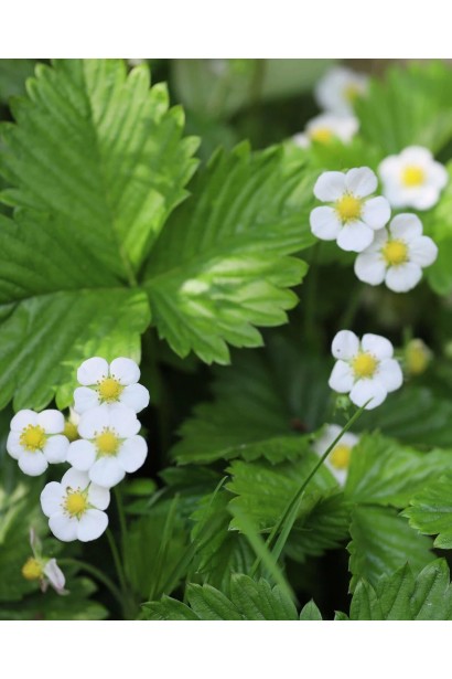 Полуниця Дарселект цвітіння білими квітами